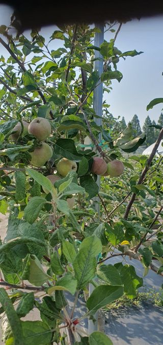 그린필드님의 사과 · 영농일지 작성글 사진