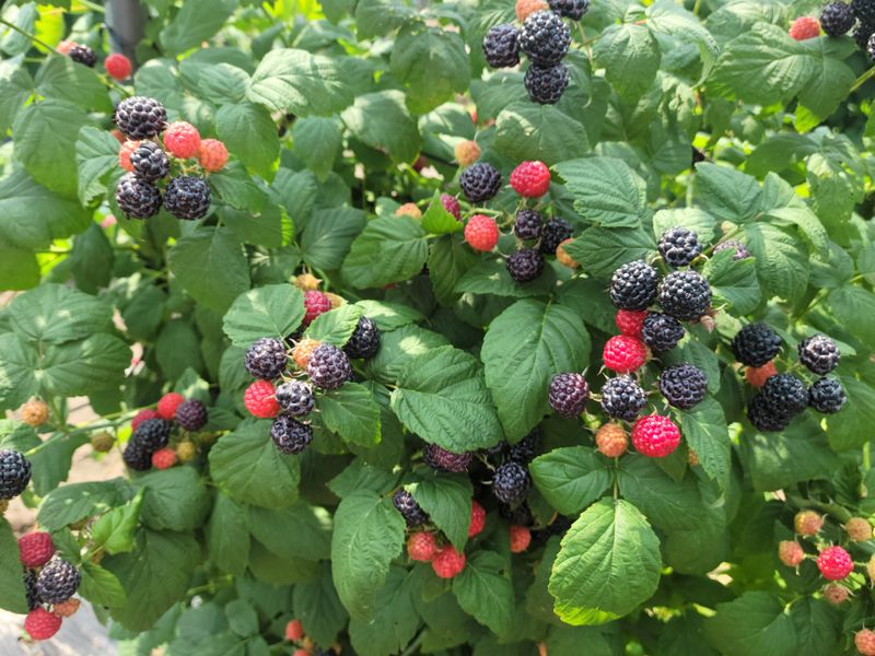 장터 상품 [토종햇복분자판매] 썸네일