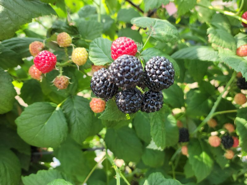 화양청정계곡농장님의 장터 판매 상품 [토종햇복분자판매] 첨부 사진