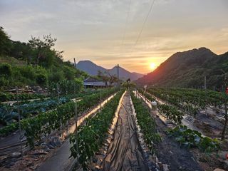 별산장지기임태경님의 고추 · 영농일지 작성글 사진