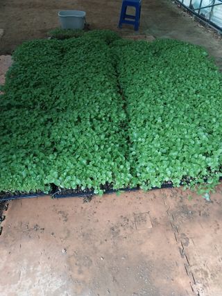 오영균 님의 들깨 · 영농일지 작성글 사진