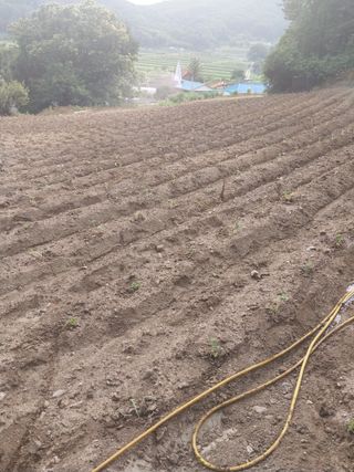 오영균 님의 들깨 · 영농일지 작성글 사진