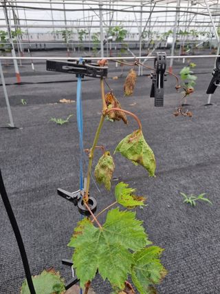 제주민정님의 포도 · 병해충상담 작성글 사진