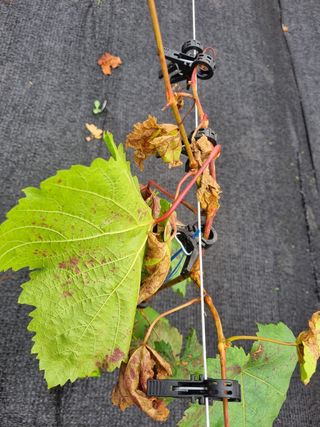 제주민정님의 포도 · 병해충상담 작성글 사진