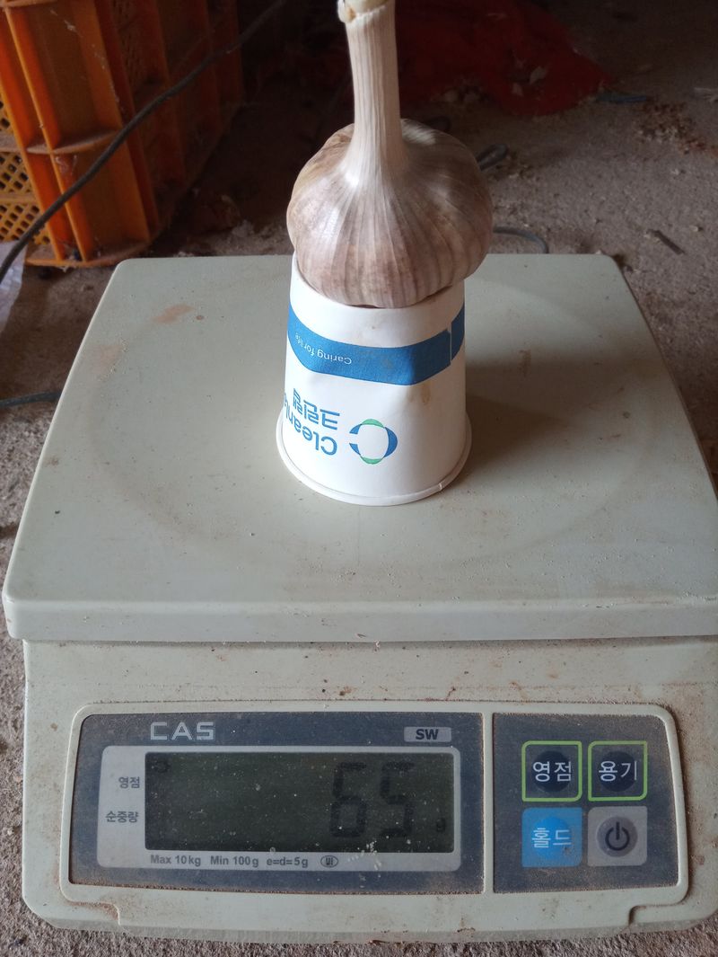 조성국님의 장터 판매 상품 [김장용 홍산마늘 18kg] 첨부 사진