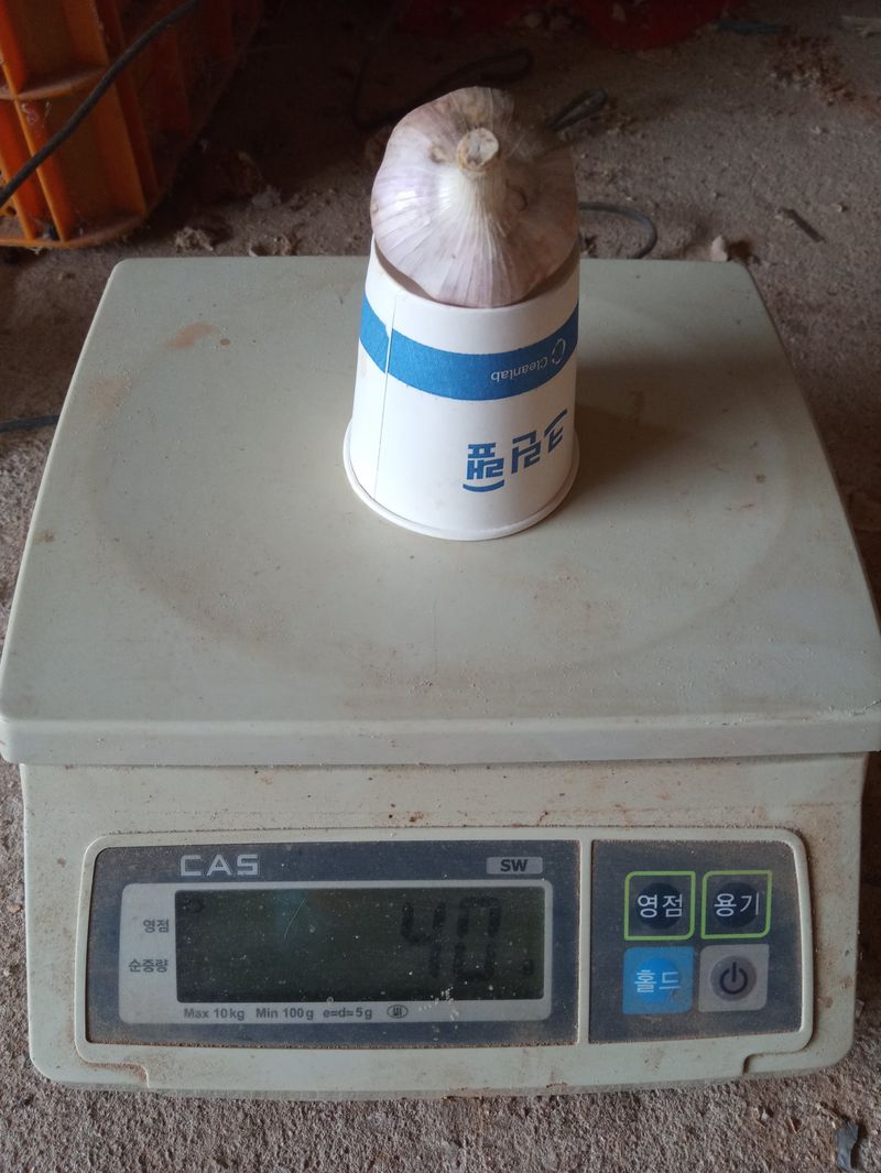 조성국님의 장터 판매 상품 [김장용 홍산마늘 18kg] 첨부 사진