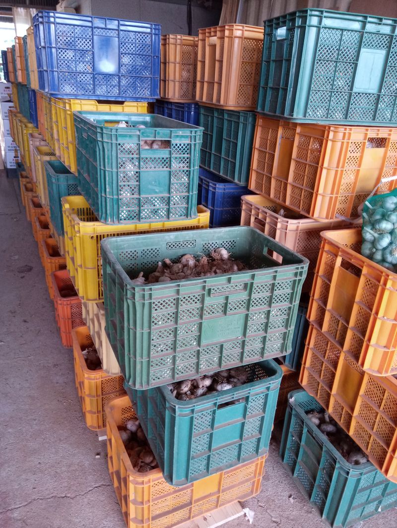 조성국님의 장터 판매 상품 [김장용 홍산마늘 18kg] 첨부 사진