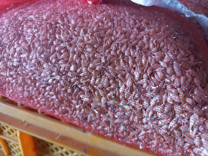 조성국님의 장터 판매 상품 [김장용 홍산마늘 18kg] 첨부 사진