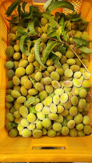 대운이네농원님의 자유주제 · 자유게시판 작성글 사진