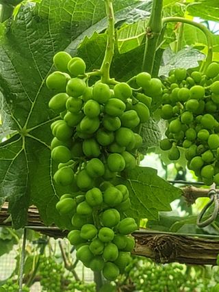 박정수님의 포도 · 영농일지 작성글 사진