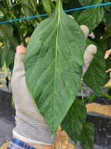 팜모닝 자유주제·자유게시판 게시글 이미지