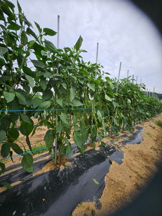 김덕조님의 자유주제 · 자유게시판 작성글 사진