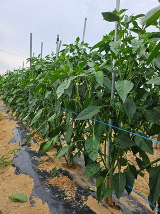 김덕조님의 자유주제 · 자유게시판 작성글 사진