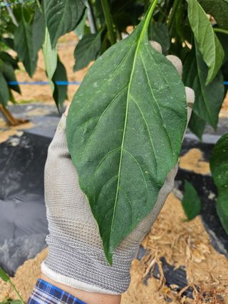 김덕조님의 자유주제 · 자유게시판 작성글 사진