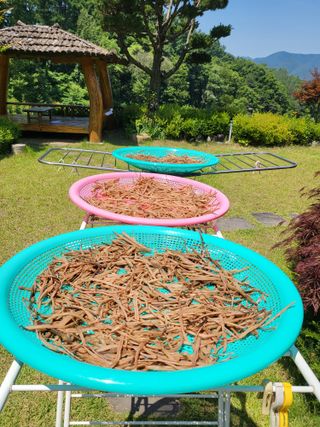 대운이네농원님의 ☔️장마 대비 하셨나요? · 참여글 작성글 사진