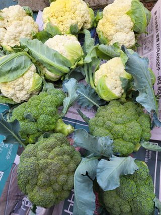 대운이네농원님의 ☔️장마 대비 하셨나요? · 참여글 작성글 사진