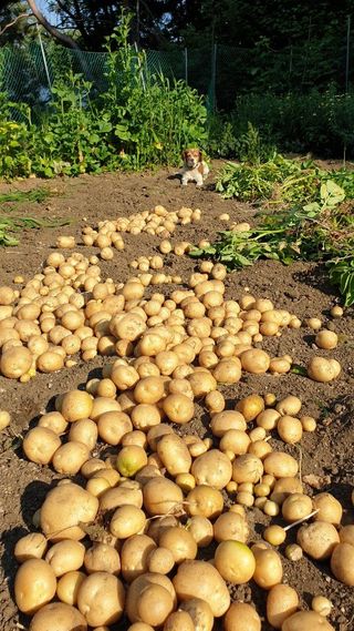 대운이네농원님의 ☔️장마 대비 하셨나요? · 참여글 작성글 사진