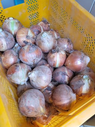 대운이네농원님의 ☔️장마 대비 하셨나요? · 참여글 작성글 사진