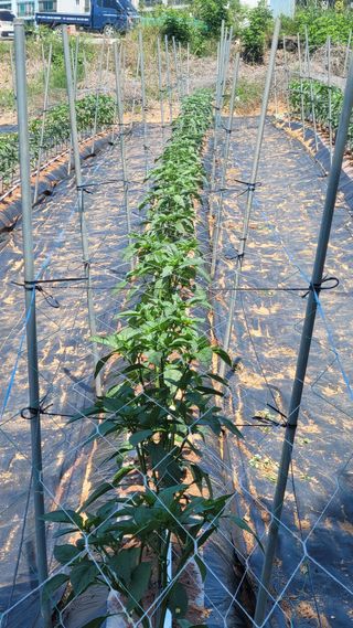 목대균님의 고추 · 영농일지 작성글 사진