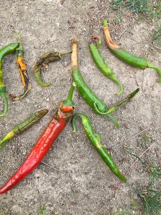 하루님의 고추 · 병해충상담 작성글 사진