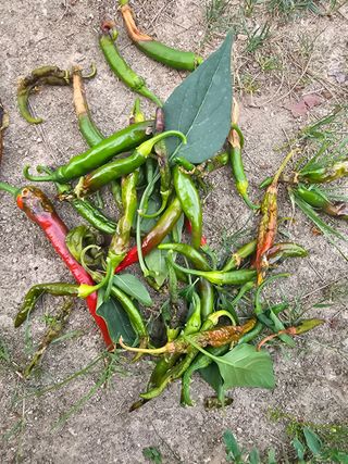 하루님의 고추 · 병해충상담 작성글 사진