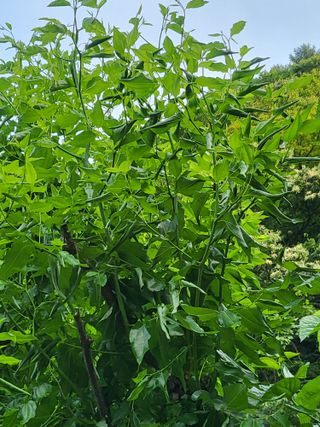 이효훈님의 기타작물 · 병해충상담 작성글 사진