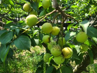 육묘농장님의 농사, 무엇이든 물어보세요! · 참여글 작성글 사진