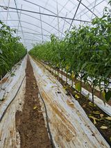 팜모닝 고추·병해충상담 게시글 이미지