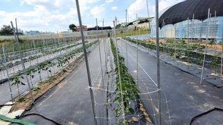 강성구님의 고추 · 영농일지 작성글 사진