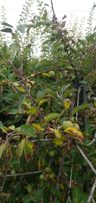 홍정옥님의 사과 · 병해충상담 작성글 사진