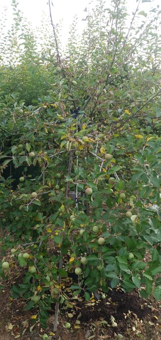 홍정옥님의 사과 · 병해충상담 작성글 사진