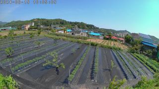 風雲雨님의 고추 · 영농일지 작성글 사진
