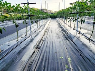 風雲雨님의 고추 · 영농일지 작성글 사진