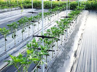 風雲雨님의 고추 · 영농일지 작성글 사진