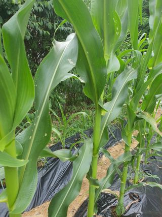 장문수님의 옥수수 · 병해충상담 작성글 사진