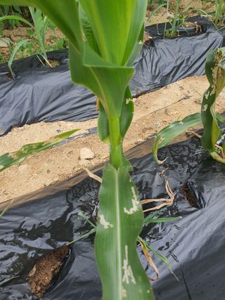 장문수님의 옥수수 · 병해충상담 작성글 사진