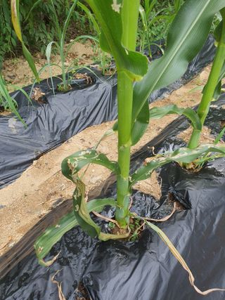장문수님의 옥수수 · 병해충상담 작성글 사진