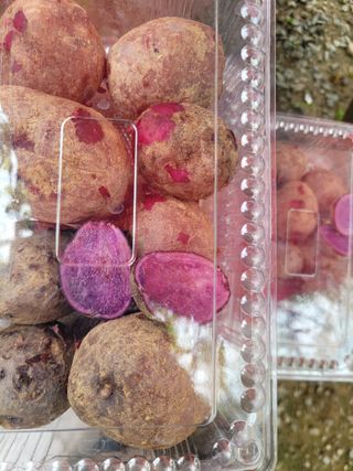 나는 나님의 감자 · 영농일지 작성글 사진