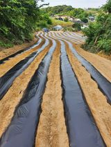 팜모닝 콩·영농일지 게시글 이미지