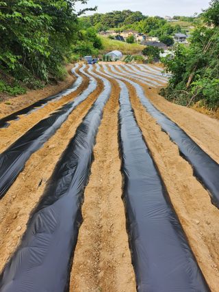 김영재님의 콩 · 영농일지 작성글 사진