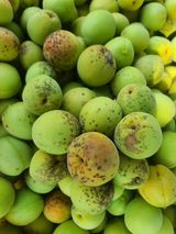 팜모닝 매실·병해충상담 게시글 이미지