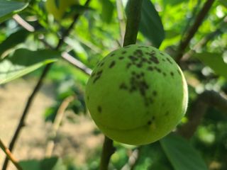 육묘농장님의 매실 · 병해충상담 작성글 사진