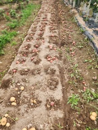 조용오님의 감자 · 영농일지 작성글 사진