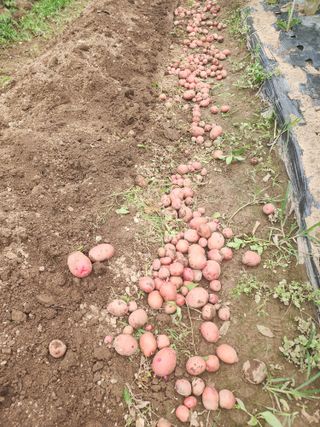 조용오님의 감자 · 영농일지 작성글 사진