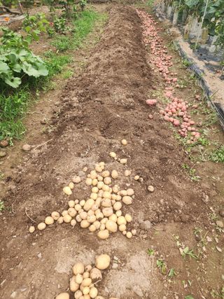 조용오님의 감자 · 영농일지 작성글 사진