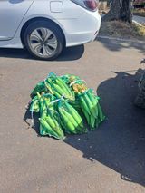 팜모닝 자유주제·자유게시판 게시글 이미지