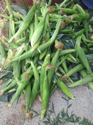 장세만 님의 자유주제 · 자유게시판 작성글 사진