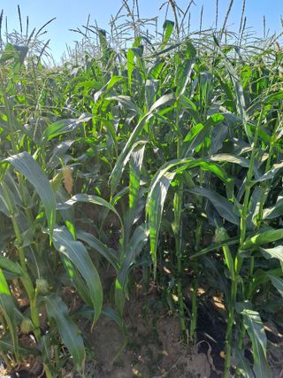 장세만 님의 자유주제 · 자유게시판 작성글 사진