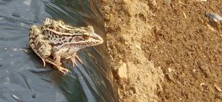 창공 귀농귀촌 초보님의 자유주제 · 자유게시판 작성글 사진