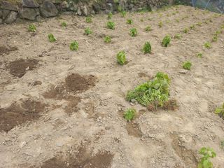 손 무현님의 들깨 · 영농일지 작성글 사진